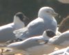 Ring-billed Gull at Barling Rubbish Tip (Steve Arlow) (33055 bytes)